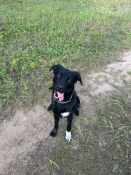 Saphire -  Black Labrador Retriever Dog for Adoption in Fort Smith, Northwest Territories - Saphire | PetCurious