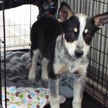 Rescue Shepherd Dogs for Adoption in Green Valley, Arizona - Chanel | PetCurious