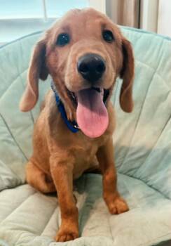 PUPPY LIL DADDY -  Coonhound and Labrador Retriever Dog for Adoption in Franklin, Tennessee - PUPPY LIL DADDY | PetCurious