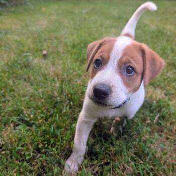 Macee Pup - Portia -  Cattle Dog and Mixed Breed Dog for Adoption in Fairfax Station, Virginia - Macee Pup - Portia | PetCurious