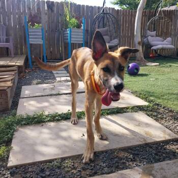 Leo -  Shepherd and Mixed Breed Dog for Adoption in Austin, Texas - Leo | PetCurious