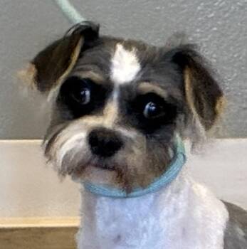 Chip -  Shih Tzu Dog for Adoption in Greeley, Colorado - Chip | PetCurious