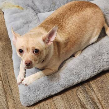 DeeDee -  Chihuahua Dog for Adoption in Walnutport, Pennsylvania - DeeDee | PetCurious