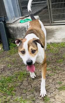 Pit Bull Terrier Dogs Available for Adoption - Trace | PetCurious