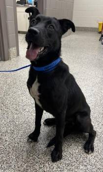 Blitz -  Siberian Husky and Mixed Breed Dog for Adoption in Westland, Michigan - Blitz | PetCurious