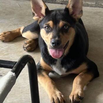 Dixie -  Rottweiler and Australian Cattle Dog Blue Heeler Dog for Adoption in Krum, Texas - Dixie | PetCurious