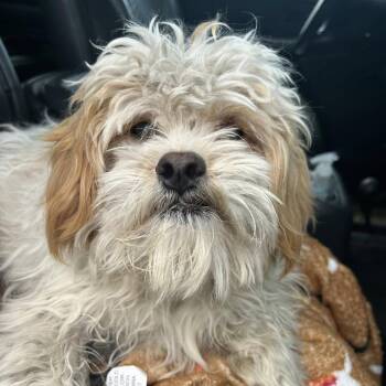 Wiley D11453 -  Shih Tzu and Poodle Dog Available for Adoption - Wiley D11453 | PetCurious