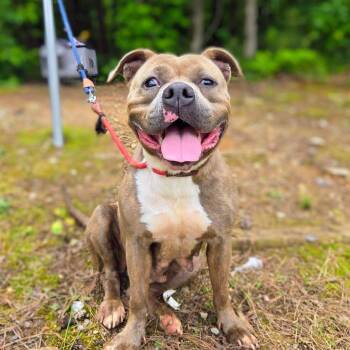 Diamond -  Pit Bull Terrier Dog Available for Adoption in Douglasville, Georgia - Diamond | PetCurious