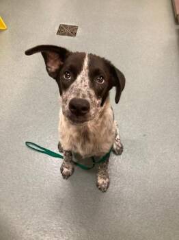 BOONE -  Australian Cattle Dog Blue Heeler and Mixed Breed Dog for Adoption in Baytown, Texas - BOONE | PetCurious