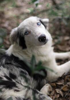 Rescue Border Collie Dogs for Adoption in Driftwood, Texas - Everest "Evie" | PetCurious