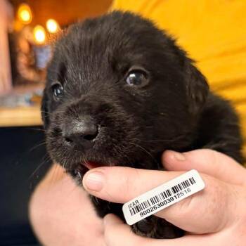 Healy Orange -  Black Labrador Retriever and Great Pyrenees Dog for Adoption in Savannah, Georgia - Healy Orange | PetCurious