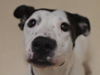 Gracie -  Pit Bull Terrier and Labrador Retriever Dog for Adoption in Portland, Oregon - Gracie | PetCurious