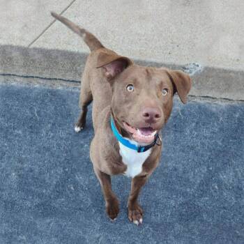 Copper -  Chocolate Labrador Retriever and Mixed Breed Dog for Adoption in Cleveland, Tennessee - Copper | PetCurious