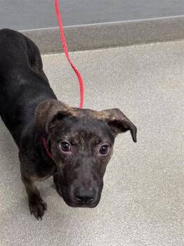 LINDA -  Pit Bull Terrier Dog for Adoption in Las Vegas, Nevada - LINDA | PetCurious