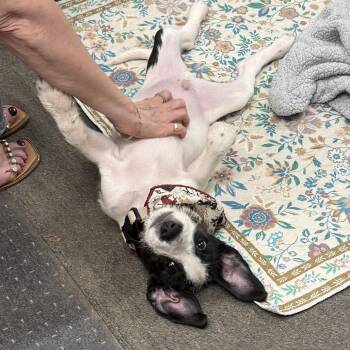 Chappy -  Poodle and Mixed Breed Dog for Adoption in Homewood, Illinois - Chappy | PetCurious