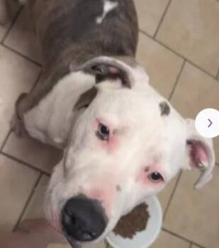 Pit Bull Terrier Dogs Available for Adoption in Tracy, California - A047345 | PetCurious
