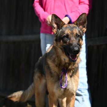 German Shepherd Dog Dogs Available for Adoption in Chester Springs, Pennsylvania - Havoc | PetCurious
