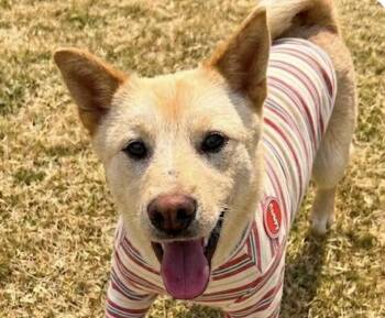 Jindo Dogs Available for Adoption in San Ramon, California - Charles | PetCurious