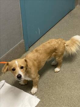 ZUZU -  Terrier and Mixed Breed Dog for Adoption in Las Vegas, Nevada - ZUZU | PetCurious