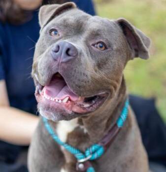 Mr.Munyun -  Mixed Breed Dog for Adoption in Chamblee, Georgia - Mr.Munyun | PetCurious