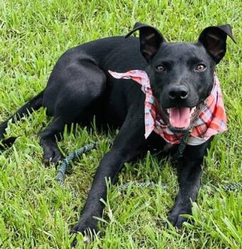 Plum $85 -  Labrador Retriever and Mixed Breed Dog for Adoption in Seneca, South Carolina - Plum $85 | PetCurious
