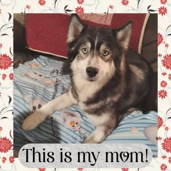 Dan -  Husky and Mixed Breed Dog for Adoption in Fredericksburg, Virginia - Dan | PetCurious
