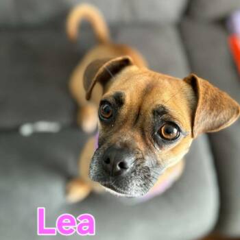 Lea -  Pug and Dachshund Dog for Adoption in Cedar Rapids, Iowa - Lea | PetCurious