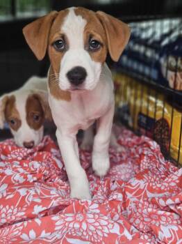 Rescue Black Labrador Retriever Dogs for Adoption - Looking For Me ?? | PetCurious