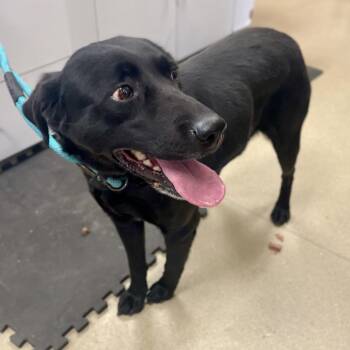 Nora -  Black Labrador Retriever and Mixed Breed Dog for Adoption in Nashville, Tennessee - Nora | PetCurious