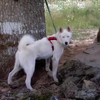 Siberian Husky Dogs Available for Adoption in Washougal, Washington - Lash | PetCurious