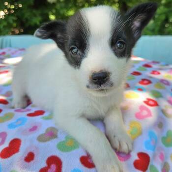 Mixed Breed Dogs Available for Adoption in Pelham, New Hampshire - Kia  | PetCurious