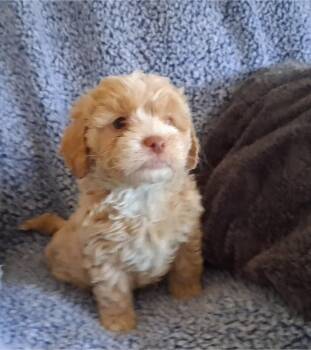 Shih Tzu and Poodle Dogs Available for Adoption - Boo And Buddies | PetCurious