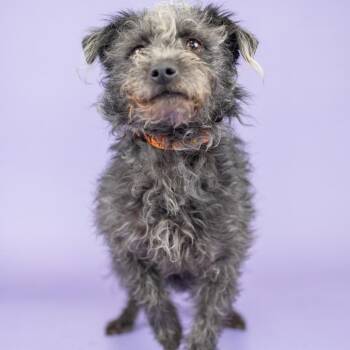 Poodle and Terrier Dogs Available for Adoption in Portland, Oregon - Dorothy | PetCurious