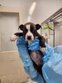 FINN -  American Staffordshire Terrier Dog for Adoption in San Antonio, Texas - FINN | PetCurious