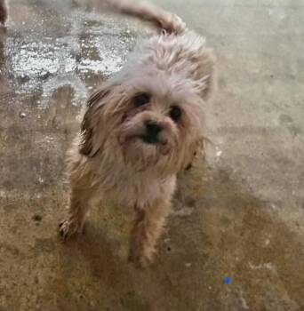 Kasha -  Lhasa Apso Dog for Adoption in Severance, Colorado - Kasha | PetCurious