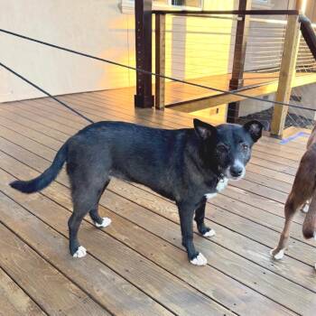 Penny -  Border Collie and German Shepherd Dog Dog for Adoption in San Francisco, California - Penny | PetCurious