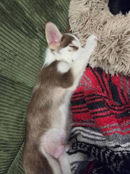 Harley -  Husky and Dachshund Dog for Adoption in East Greenville, Pennsylvania - Harley | PetCurious