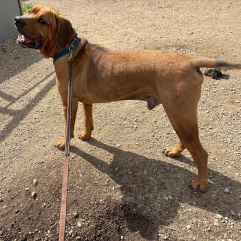 Gimli D26-017 -  Mastiff Dog Available for Adoption in Elbow Lake, Minnesota - Gimli D26-017 | PetCurious