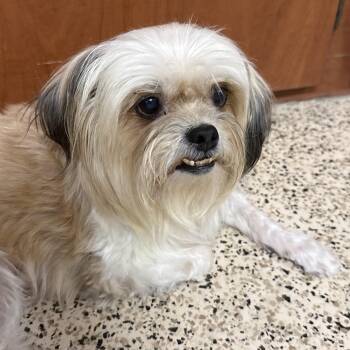 Sally -  Shih Tzu and Pekingese Dog for Adoption in Scottsdale, Arizona - Sally | PetCurious