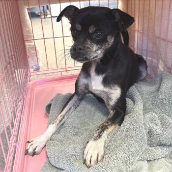 112469 -  Mixed Breed Dog for Adoption in Las Cruces, New Mexico - 112469 | PetCurious