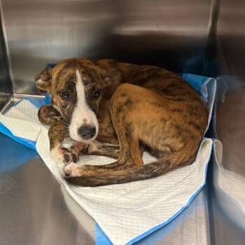 Beethoven -  Mixed Breed Dog for Adoption in Columbus, Georgia - Beethoven | PetCurious