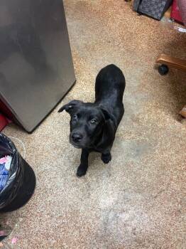 Pit Bull Terrier Dogs Available for Adoption - Monet | PetCurious