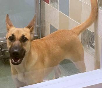 Athena A219489 -  German Shepherd Dog and Belgian Shepherd Malinois Dog for Adoption in Plano, Texas - Athena A219489 | PetCurious