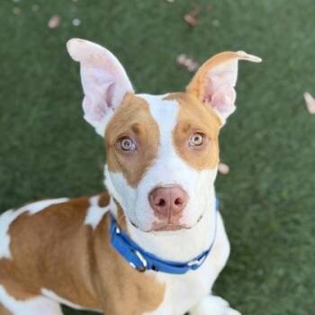 Huey -  Shepherd Dog for Adoption in Sacramento, California - Huey | PetCurious