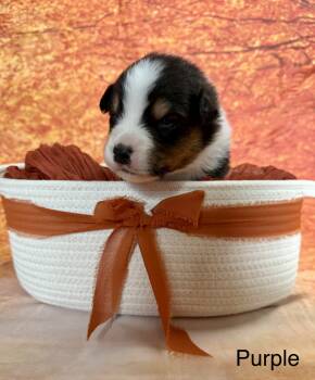 Fang -  Australian Shepherd Dog for Adoption in Newport, Maine - Fang | PetCurious