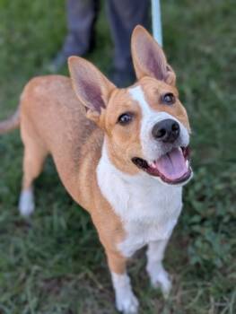 Rescue Terrier and Mixed Breed Dogs for Adoption in Gulfport, Mississippi - Keven | PetCurious