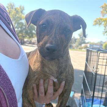 Buddy -  Shepherd Dog for Adoption in Reno, Nevada - Buddy | PetCurious