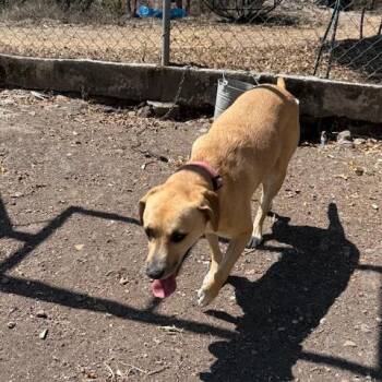 Toluz -  Yellow Labrador Retriever and Mixed Breed Dog for Adoption in Bend, Oregon - Toluz | PetCurious