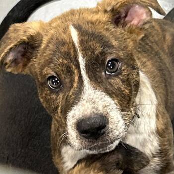 Rescue Boxer Dogs for Adoption in Lampasas, Texas - Pine | PetCurious