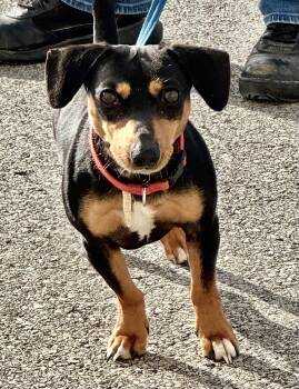 Rescue Dachshund and Chihuahua Dogs for Adoption in Pittsburgh, Pennsylvania - Chico (courtesy Post) | PetCurious